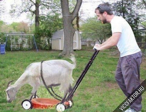 1468245332-falusi-funyiro