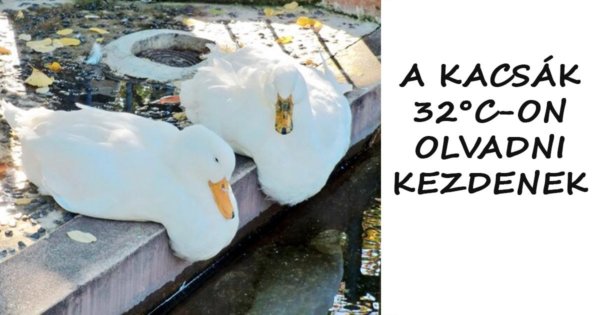 vicces-allatos-tenyek